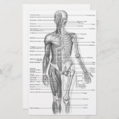 Human Anatomy Chart (Front/Back)