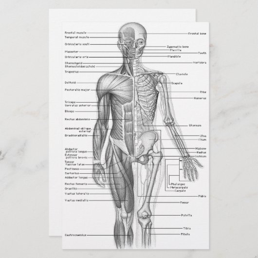 Human Anatomy Chart (Front/Back)