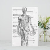 Human Anatomy Chart (Standing Front)