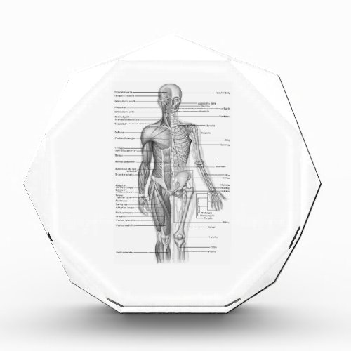 Human Anatomy Chart Acrylic Award