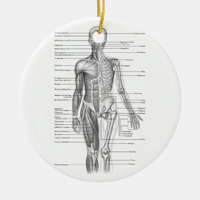 Human Anatomy Chart Ceramic Ornament (Front)