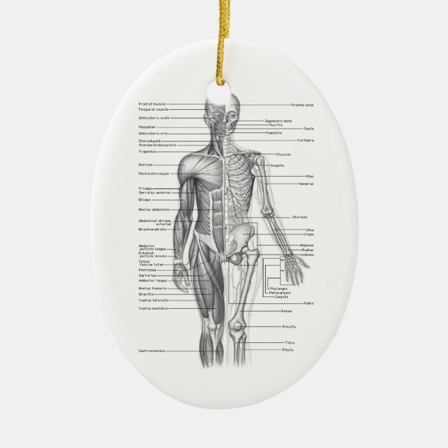 Human Anatomy Chart Ceramic Ornament (Front)