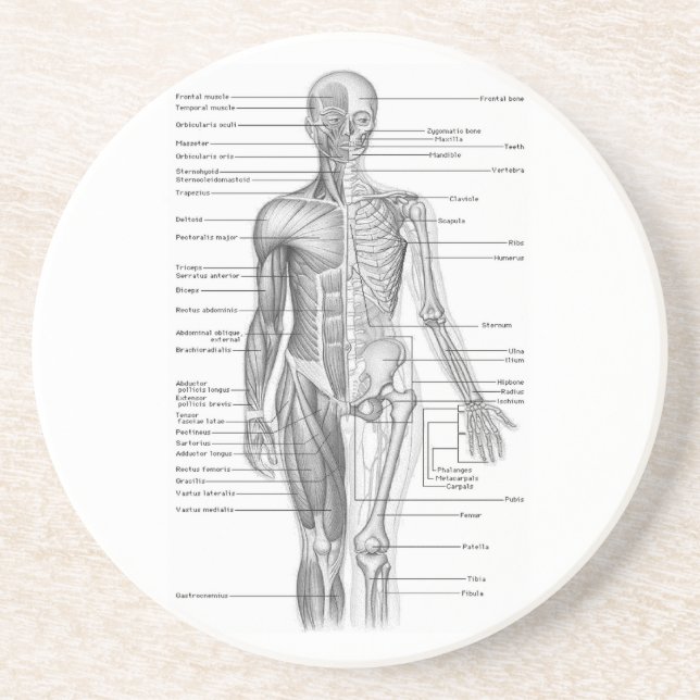 Human Anatomy Chart Drink Coaster (Front)