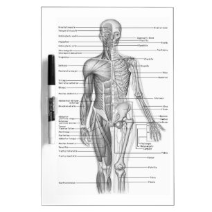 Human Anatomy Chart Dry Erase Board