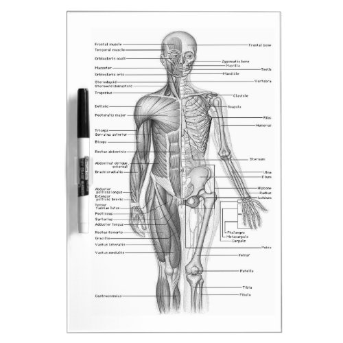 Human Anatomy Chart Dry Erase Board