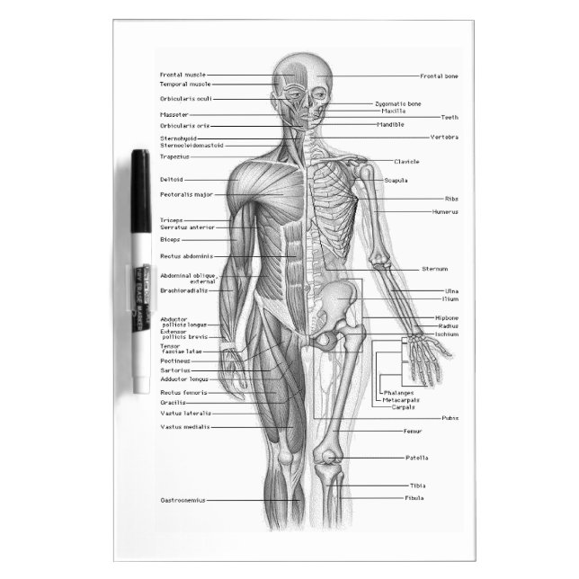 Human Anatomy Chart Dry Erase Board (Front)