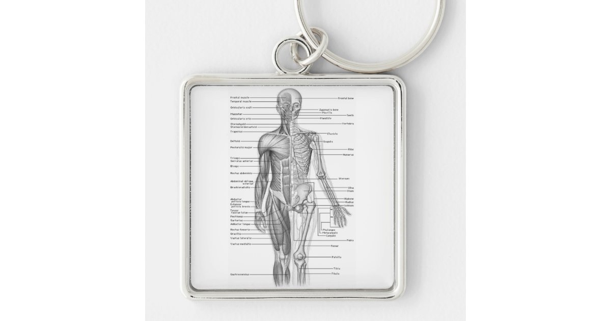 Human Anatomy Chart Keychain Zazzle