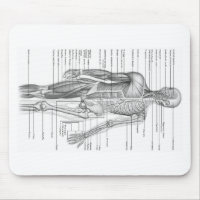 Human Anatomy Chart