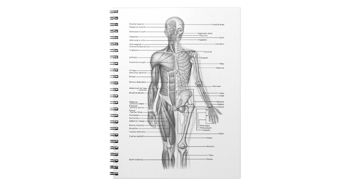human anatomy chart notebook zazzle com human anatomy chart online
