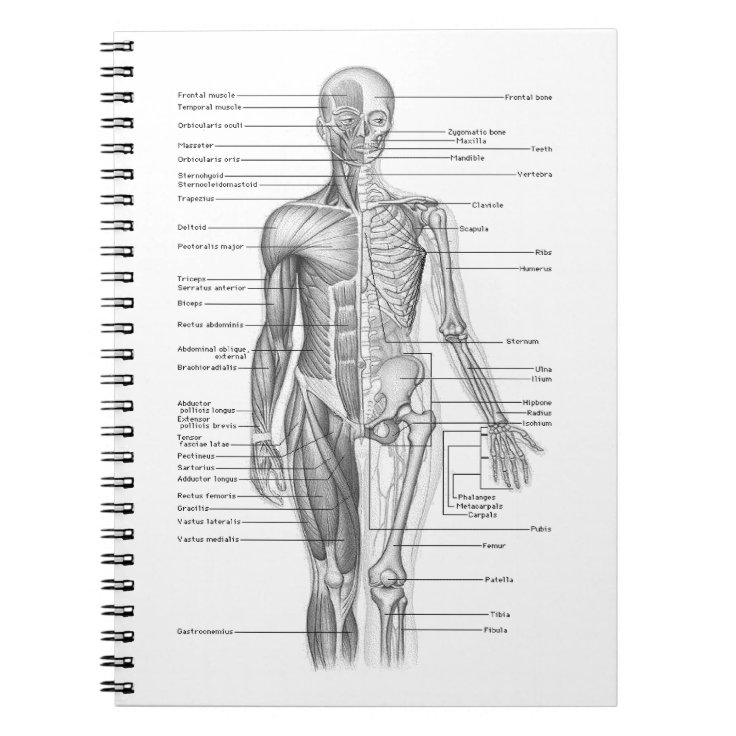Human Anatomy Chart Notebook Zazzle