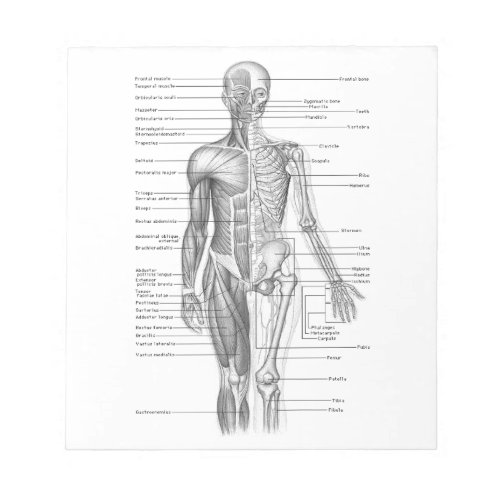 Human Anatomy Chart Notepad