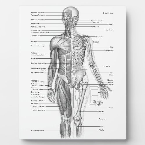 Human Anatomy Chart Plaque