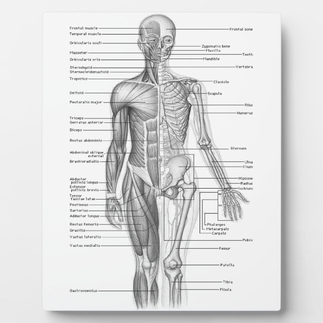 Human Anatomy Chart Plaque (Front)