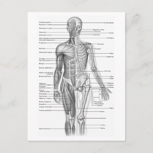 Human Anatomy Chart Postcard