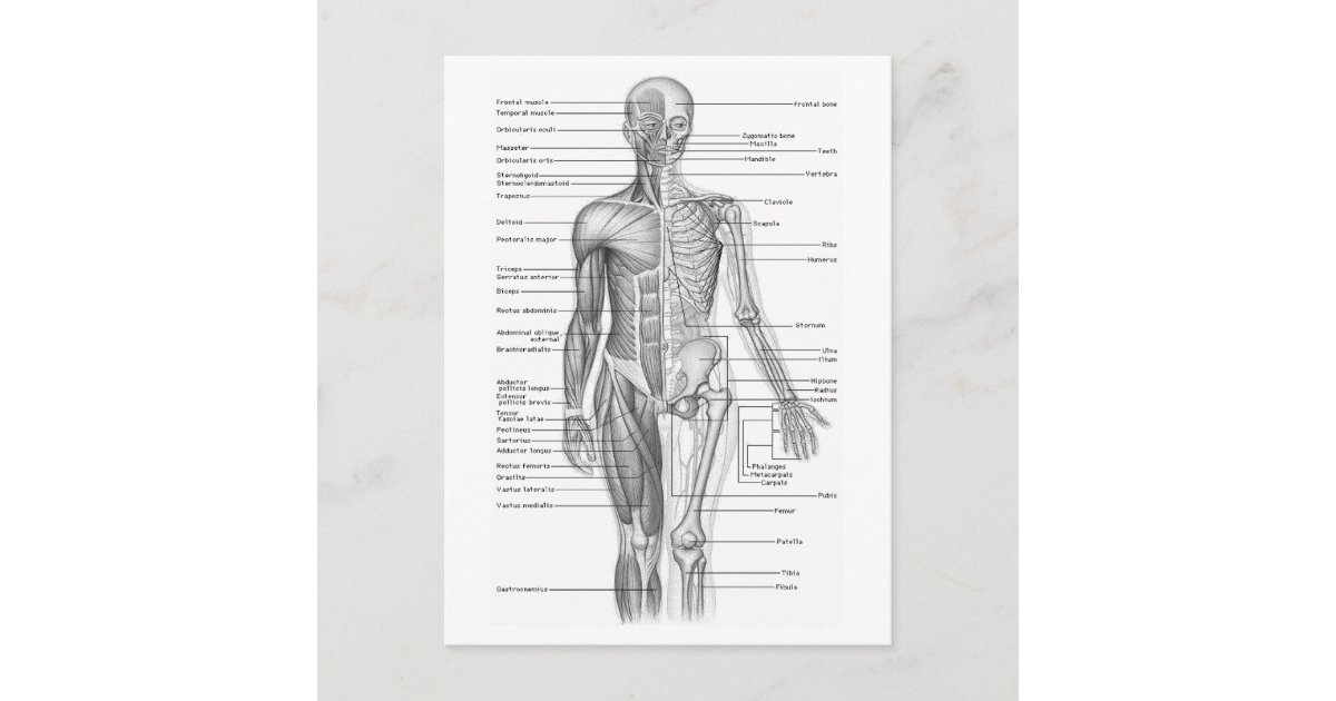 Human Anatomy Chart Postcard | Zazzle.com