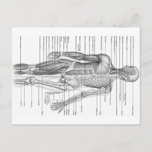 Human Anatomy Chart Postcard