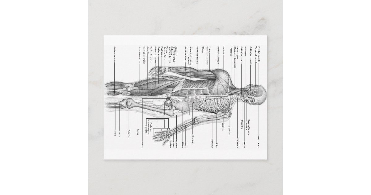 Human Anatomy Chart Postcard | Zazzle.com