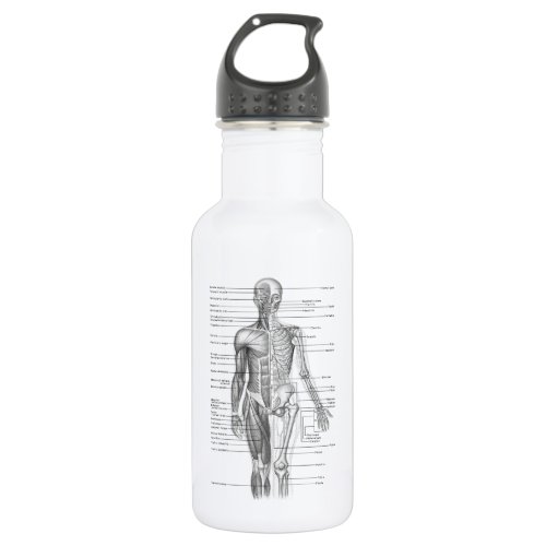 Human Anatomy Chart Stainless Steel Water Bottle