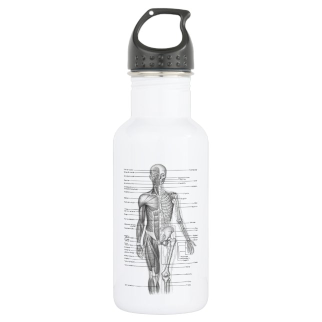 Human Anatomy Chart Stainless Steel Water Bottle (Front)