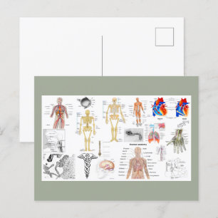 Human Anatomy Charts Postcard