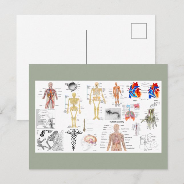 Human Anatomy Charts Postcard (Front/Back)