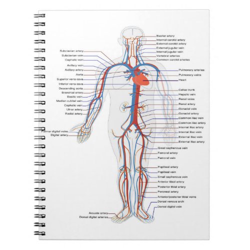 Human Anatomy   Circulation Customized Notebook