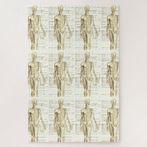 Human Anatomy Diagram with Labels   Jigsaw Puzzle