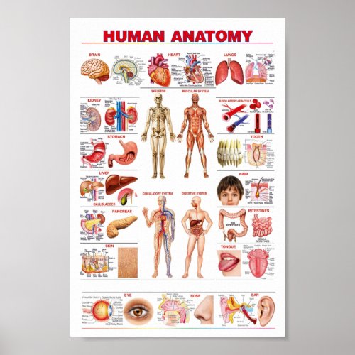 Human Anatomy educational Poster