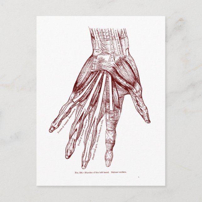 Human Anatomy Hand Muscles Red Postcard (Front)