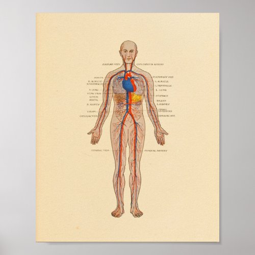 Human Anatomy Heart Arteries Print