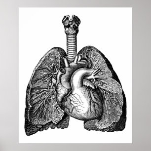 Human Anatomy Heart Lungs Science Art Poster