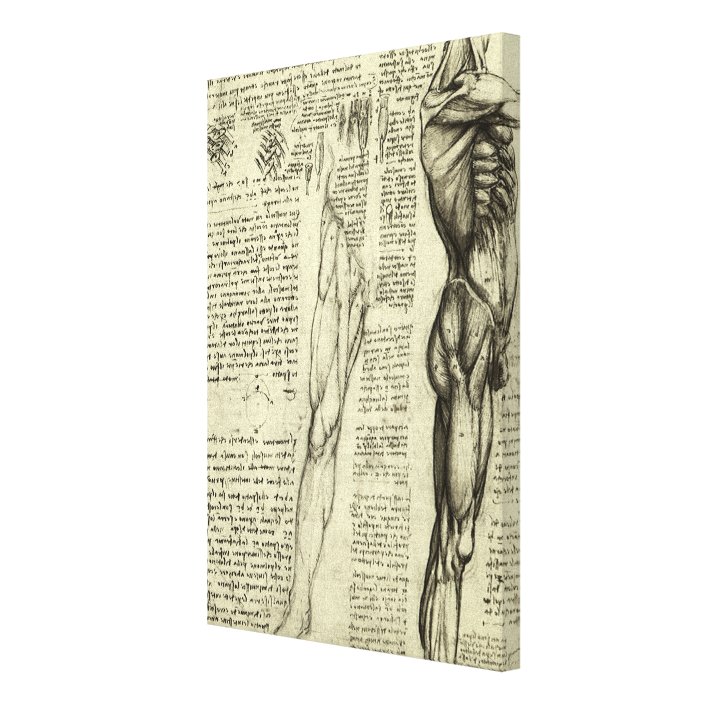 Human Anatomy Male Muscles By Leonardo Da Vinci Canvas Print Zazzle Com