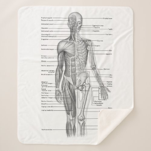Human Anatomy Medical Chart Sherpa Blanket
