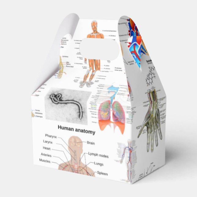 Human Anatomy Medical Charts Favor Boxes (Front Side)