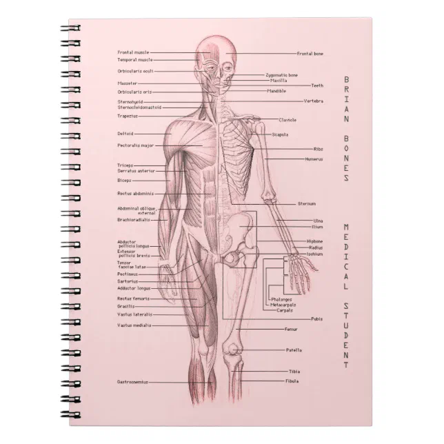 Human Anatomy Medical Diagram Personalized School Notebook | Zazzle