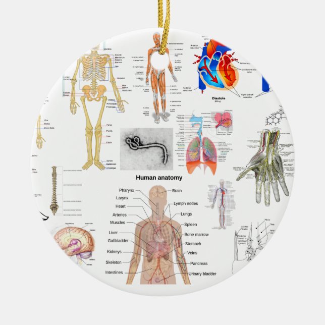 Human Anatomy Medical Diagrams full colored Ceramic Ornament (Front)