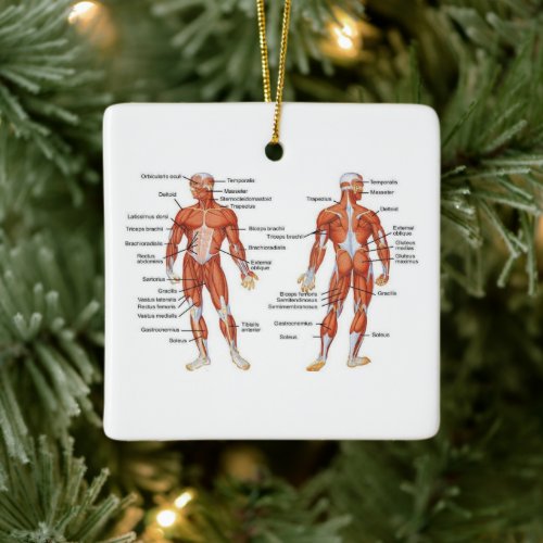 Human Anatomy muscle diagram Ceramic Ornament