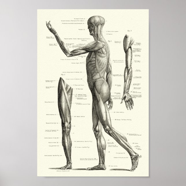 Human anatomy, muscles of the human body poster (Front)