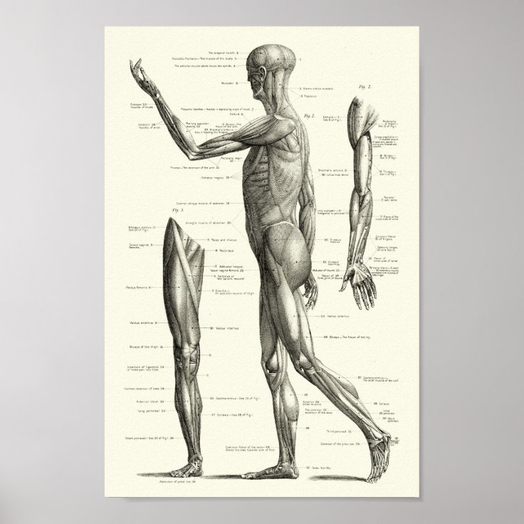 Human anatomy, muscles of the human body poster | Zazzle