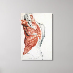 Human Anatomy; Muscles of the Torso and Shoulder Canvas Print