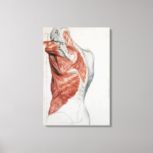 Human Anatomy Muscles of the Torso and Shoulder Canvas Print