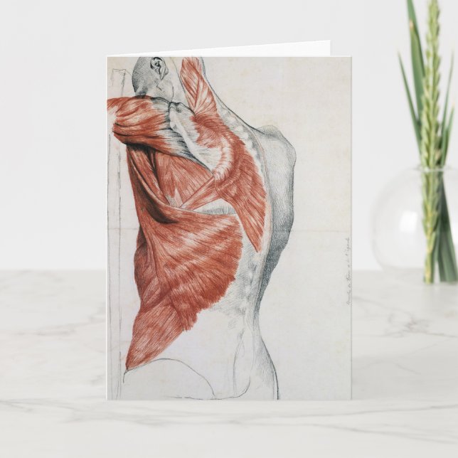Human Anatomy; Muscles of the Torso and Shoulder Card (Front)