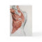 Human Anatomy; Muscles of the Torso and Shoulder