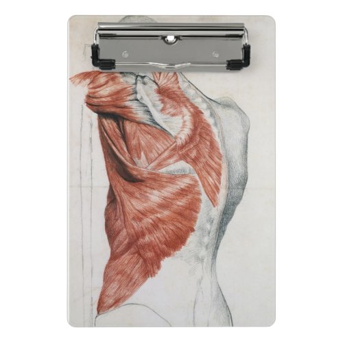 Human Anatomy Muscles of the Torso and Shoulder Mini Clipboard