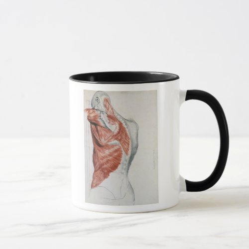 Human Anatomy Muscles of the Torso and Shoulder Mug