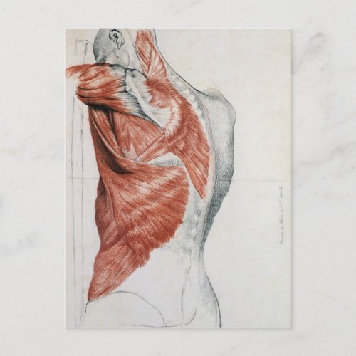 Human Anatomy Muscles of the Torso and Shoulder Postcard