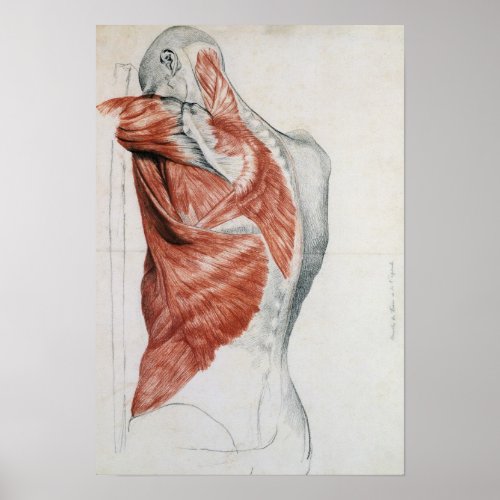 Human Anatomy Muscles of the Torso and Shoulder Poster