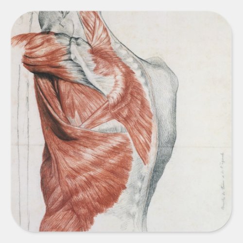 Human Anatomy Muscles of the Torso and Shoulder Square Sticker