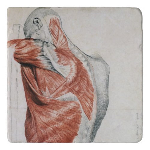Human Anatomy Muscles of the Torso and Shoulder Trivet