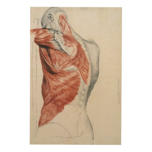 Human Anatomy Muscles of the Torso and Shoulder Wood Wall Decor